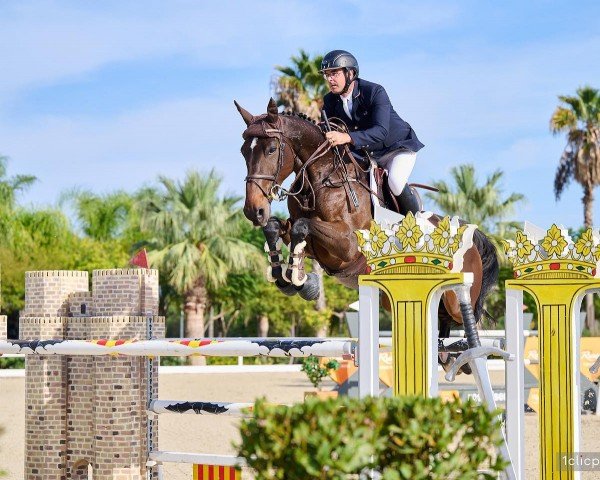 Deckhengst Merald van 't Zorgvliet (Belgisches Warmblut, 2012, von Emerald van 't Ruytershof)