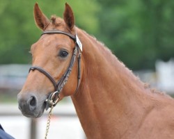 stallion Ultimate de Kreisker (Selle Français, 2008, from Opium de Talma)