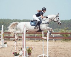 jumper Castello (Deutsches Sportpferd, 2011, from Colestus)