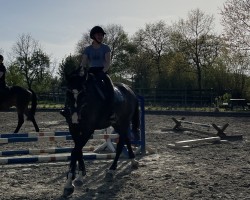 dressage horse Cavell 3 (Holsteiner, 2009, from Clintord)