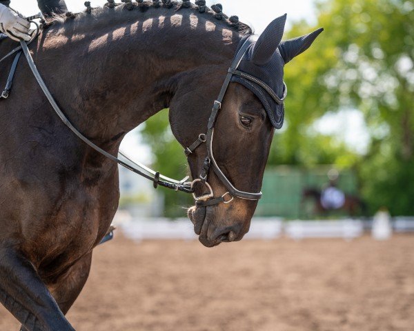 Dressurpferd Samedi H (Hannoveraner, 2012, von Sir Calypso)