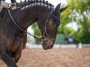 dressage horse Samedi H (Hanoverian, 2012, from Sir Calypso)