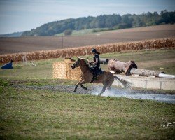 Springpferd Nevius (Haflinger, 2009, von No Name (4,688% ox))