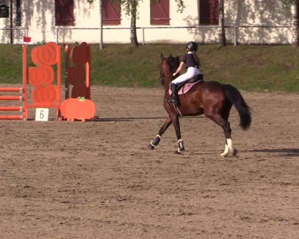 Reitturnier Lgl.-Oberhain, B95 2024
