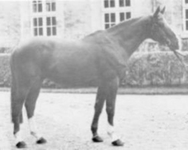 stallion Danseur II (Selle Français, 1969, from Le Mioche xx)