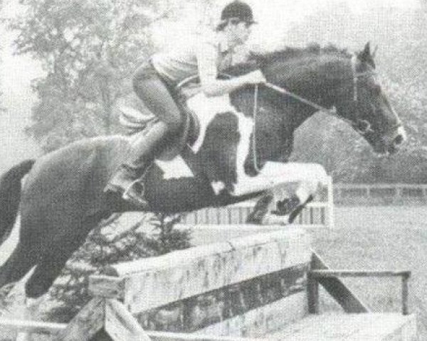 Pferd Samber (Koninklijk Warmbloed Paardenstamboek Nederland (KWPN), 1976, von Pericles xx)
