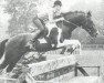 stallion Samber (Dutch Warmblood, 1976, from Pericles xx)