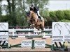 Springpferd Bp Wonder (Irish Sport Horse, 2017, von Vigo d'Arsouilles)