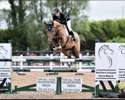 jumper Bp Wonder (Irish Sport Horse, 2017, from Vigo d'Arsouilles)