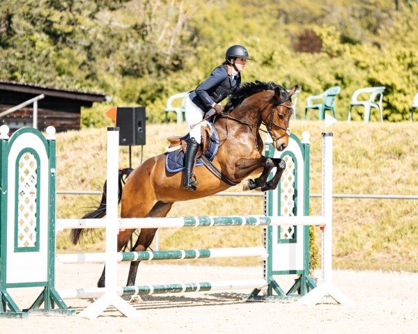 jumper Samba HD (Belgian Warmblood, 2018, from Cristallo I)