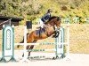 jumper Samba HD (Belgian Warmblood, 2018, from Cristallo I)