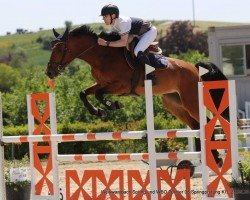 Springpferd Quiana HD (Belgisches Warmblut, 2016, von Dieu-Merci van T&L)