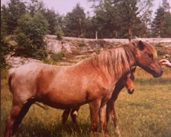 broodmare Belvoir Trinket (Welsh mountain pony (SEK.A),  , from Goblin)