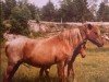 broodmare Belvoir Trinket (Welsh mountain pony (SEK.A),  , from Goblin)