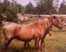 broodmare Belvoir Trinket (Welsh mountain pony (SEK.A),  , from Goblin)