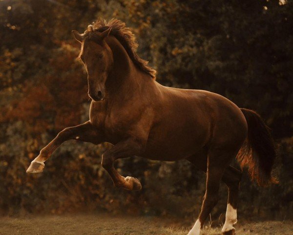 dressage horse Dom Toretto (Württemberger, 2013, from Dormello)