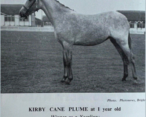 Zuchtstute Kirby Cane Plume (Welsh Pony (Sek.B), 1960, von Coed Coch Blaen Lleuad)