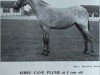 broodmare Kirby Cane Plume (Welsh-Pony (Section B), 1960, from Coed Coch Blaen Lleuad)