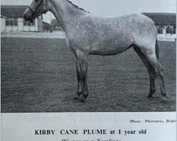 Zuchtstute Kirby Cane Plume (Welsh Pony (Sek.B), 1960, von Coed Coch Blaen Lleuad)