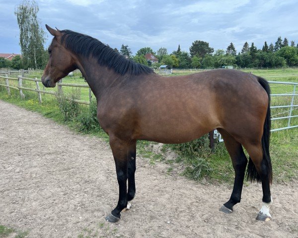 broodmare Miss Vita Cumano S (Holsteiner, 2019, from Diarado)