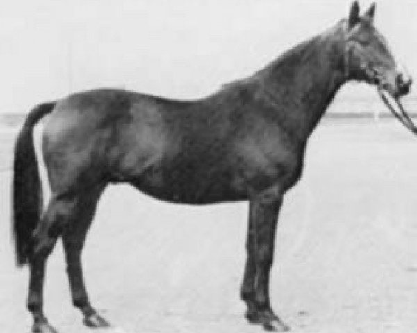 stallion Dividende xx (Thoroughbred, 1966, from Tantième xx)