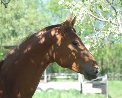 horse Goldmund I (Mecklenburg, 2022, from Gralshüter)