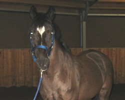 dressage horse Bandito 30 (German Riding Pony, 1998, from Kiribati)