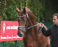 Dressurpferd Bellmeier (Westfale, 2010, von Belissimo NRW)