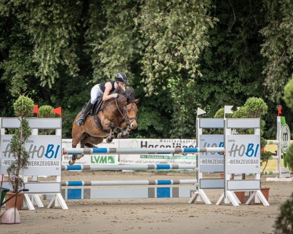 Springpferd Golden Skywalker (Deutsches Reitpony, 2016, von HET Golden Dream)