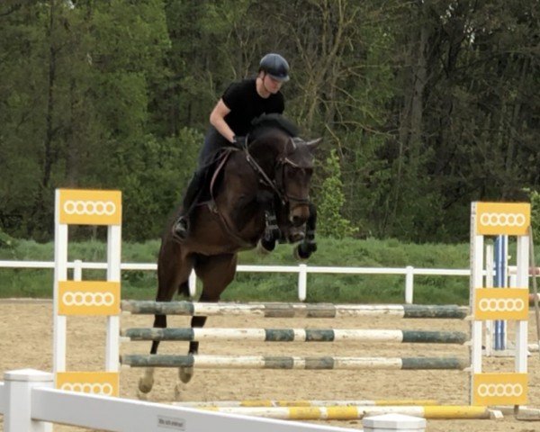 broodmare Ernestine D'Elifine Z (Zangersheide riding horse, 2017, from Elvis Ter Putte)