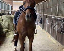 dressage horse Feuerschein (Bavarian, 2013, from Tannenhof's Fahrenheit)