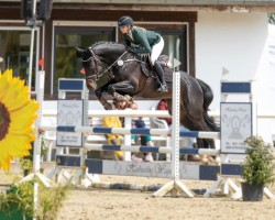 jumper Divo SR (Oldenburg show jumper, 2019, from Doom FRH)