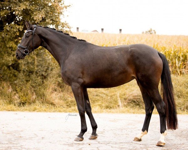 dressage horse Beautiful Pearl (Württemberger, 2020, from Bohemian)