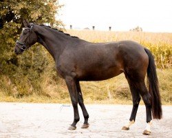 dressage horse Beautiful Pearl (German Sport Horse, 2020, from Bohemian)