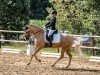 dressage horse Coco Jambo 36 (German Riding Pony, 2016, from Kastanienhof Cockney Cracker)