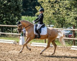 dressage horse Coco Jambo 36 (German Riding Pony, 2016, from Kastanienhof Cockney Cracker)