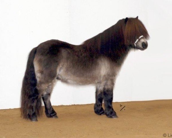 Deckhengst Rascal-h van de Wechterholt (Shetland Pony, 2001, von Grandioso van Wegdam)