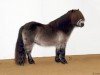Deckhengst Rascal-h van de Wechterholt (Shetland Pony, 2001, von Grandioso van Wegdam)