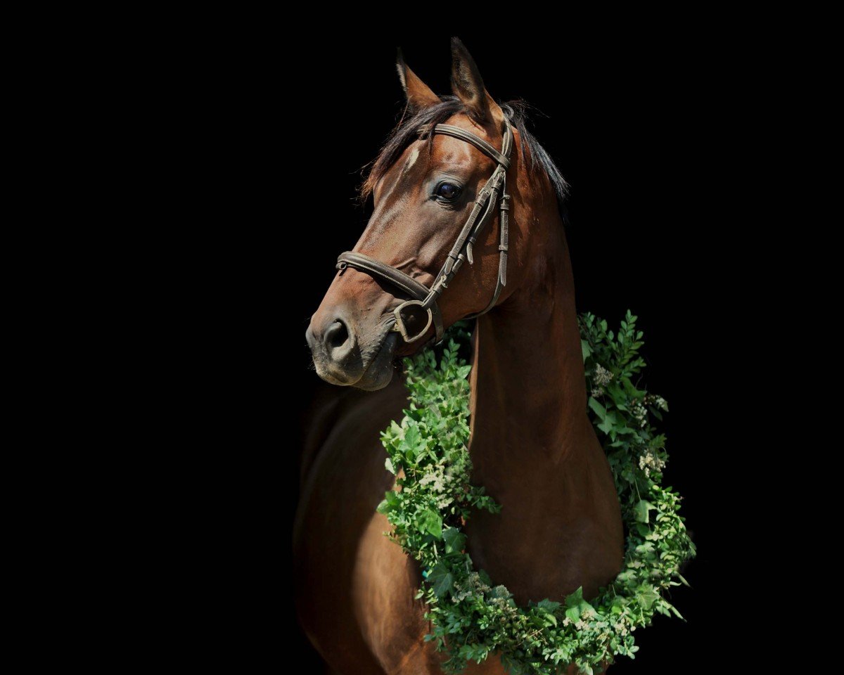 Zuchtstute Donna Perino (Bayer, 2010, von Moosbachhof's Peron)