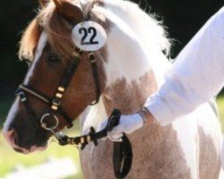 stallion Karat's Meteor (Kleines Deutsches Pony, 2006, from Morten Liebas)