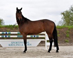 jumper Chacca Blue 3 (Oldenburg show jumper, 2019, from Chacoon Blue)