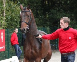 dressage horse Amperio (Westphalian, 2010, from Ampère)