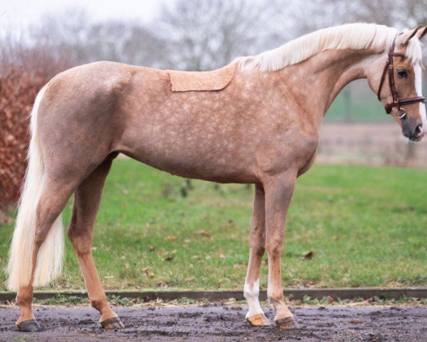 Springpferd Miss Jackson 4 (Nederlands Welsh Ridepony, 2017)