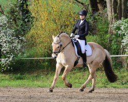 dressage horse Dragons Ohnezahn (Fjord Horse, 2015, from Doven)