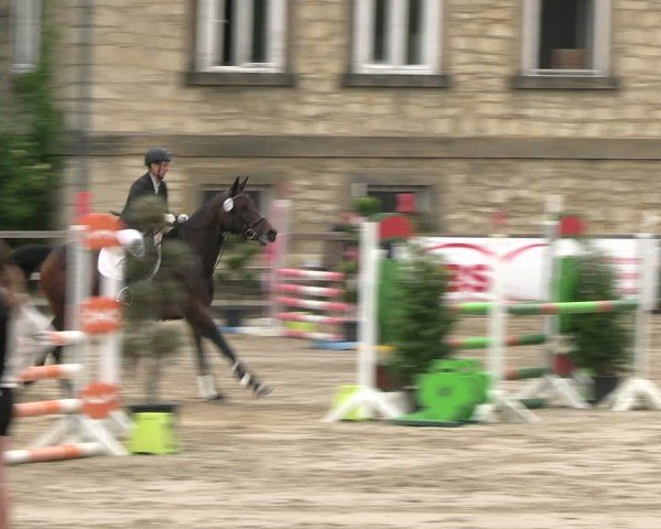 Reitturnier Hildesheim-Steuerwald 2024
