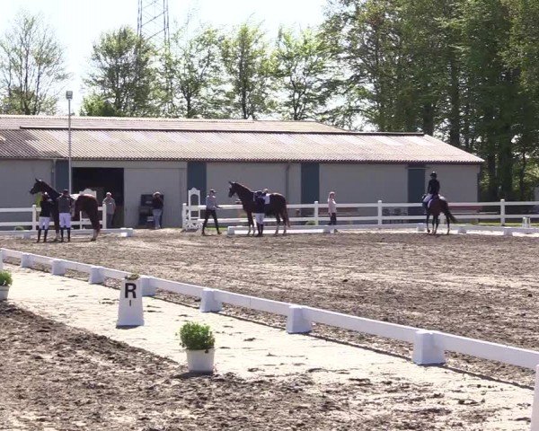 Reitturnier Dressurturnier Mildstedt 2024