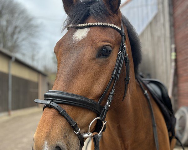 broodmare Sun Dance Girl (Sachs-door. Heavy Warmbl., 2018, from Edelstein)