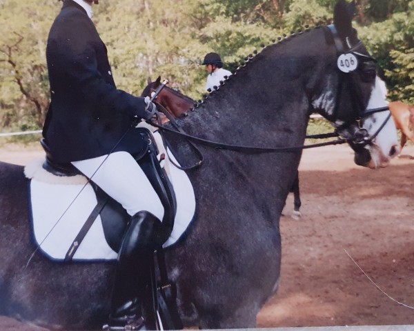 horse Ginger Snap (KWPN (Royal Dutch Sporthorse), 1985)