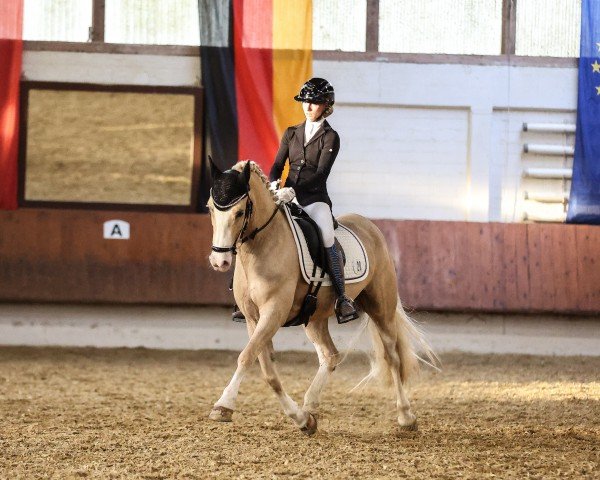 dressage horse Alura Icing Ivy (Welsh-Cob (Sek. D), 2018, from Taraco Fiasco)