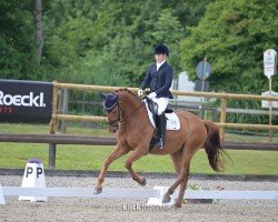 dressage horse Vinino 3 (Hannoveraner, 2018, from Blue Hors Veneziano)